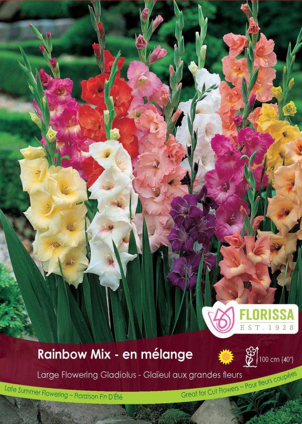 Gladiolus Rainbow Mix | Viva Chorale! Society, Salt Spring Island BC