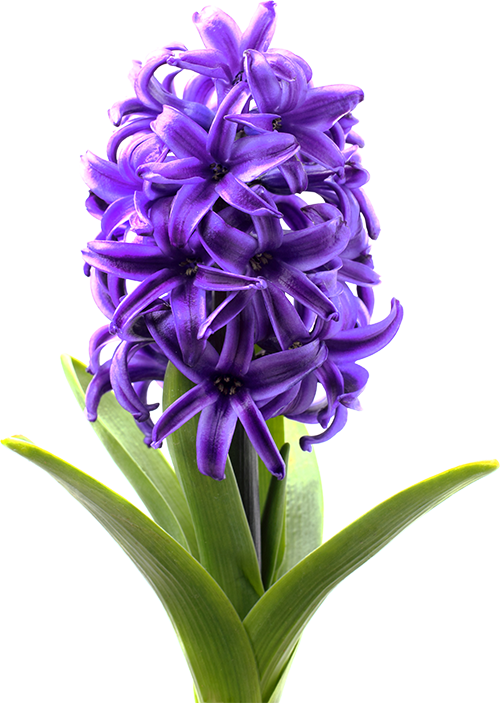 Florissa Fundraising - Hyacinth Florissa Fundraising - Hyacinth
